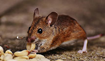24 Hour & Emergency Exterminators in Santa Western, CA